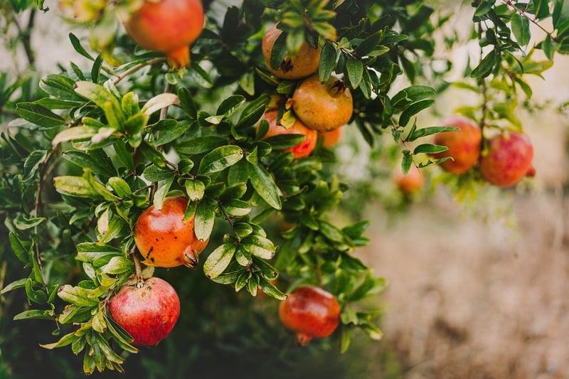 Sweet Pomegranates